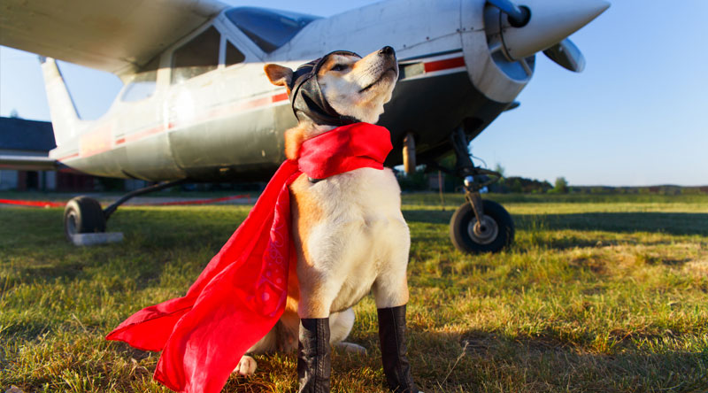 How To Pick Up High Value Accounts... Be the Dog